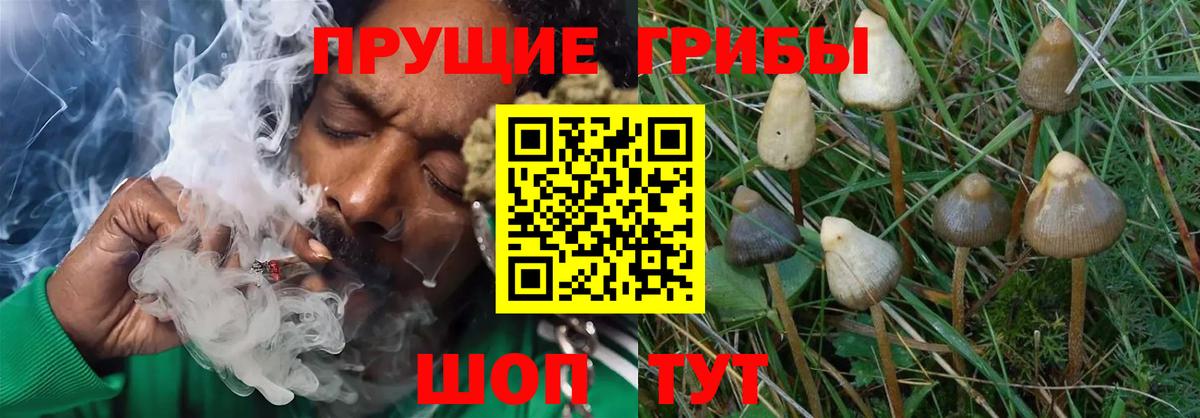 Галлюциногенные грибы Psilocybe Москва